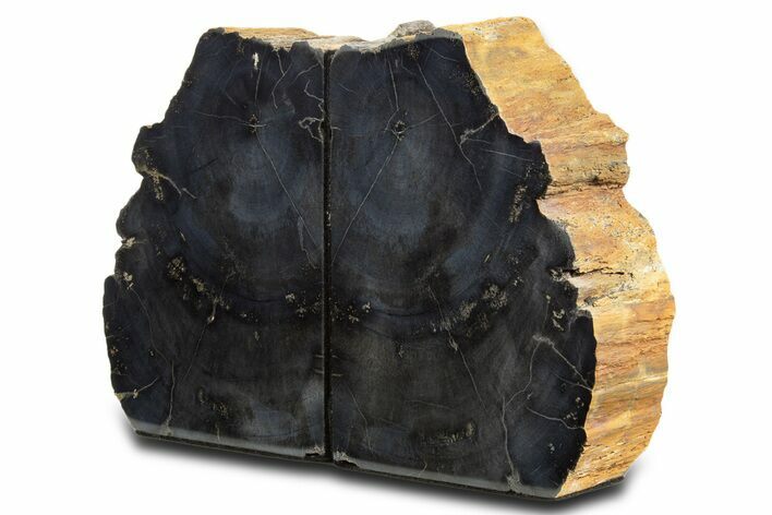 Charcoal-Black Polished Petrified Wood Bookends - Arizona #338348